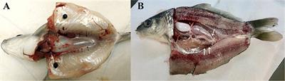 Optimization of in vitro culture conditions of common carp germ cells for purpose of surrogate production